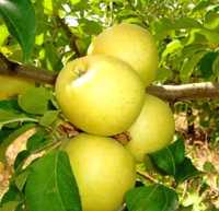 Саженцы плодоносящий яблони