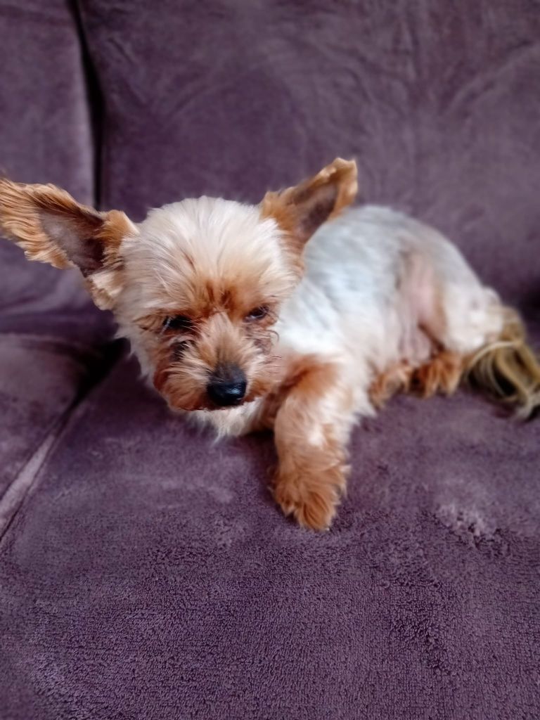 Catelusa Yorkshire terrier