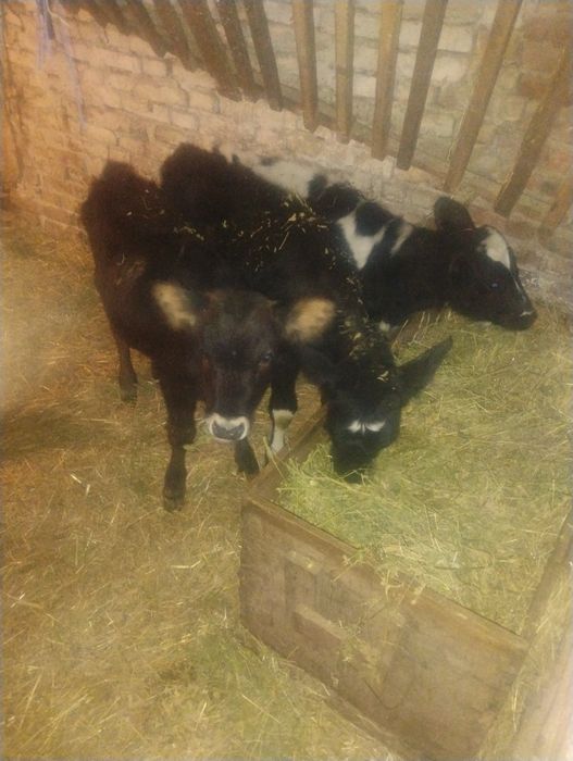 Продавам три  телета