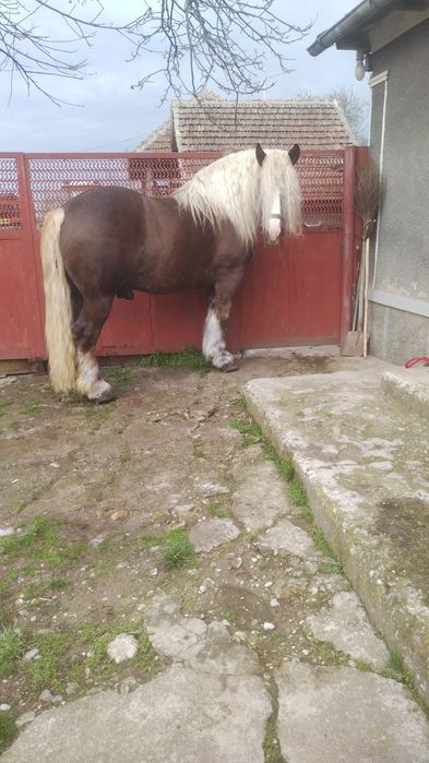 Armăsar disponibil pentru monta!!!