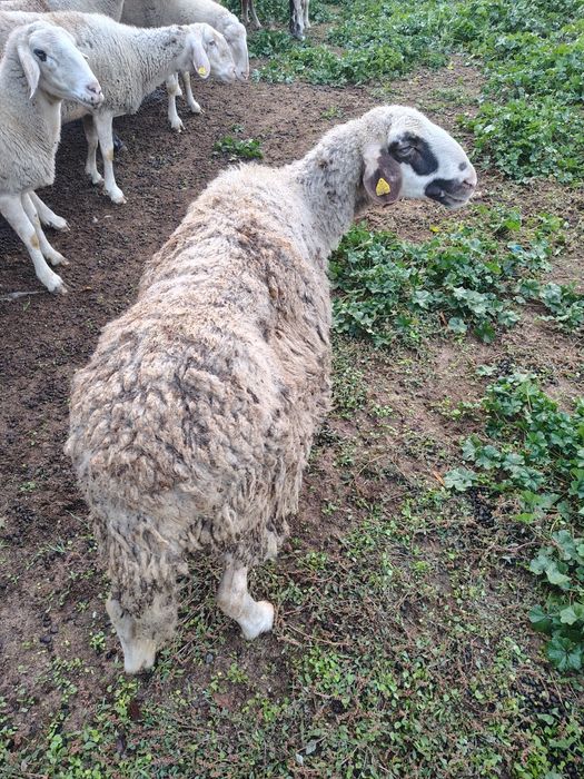 овце за месо и коч