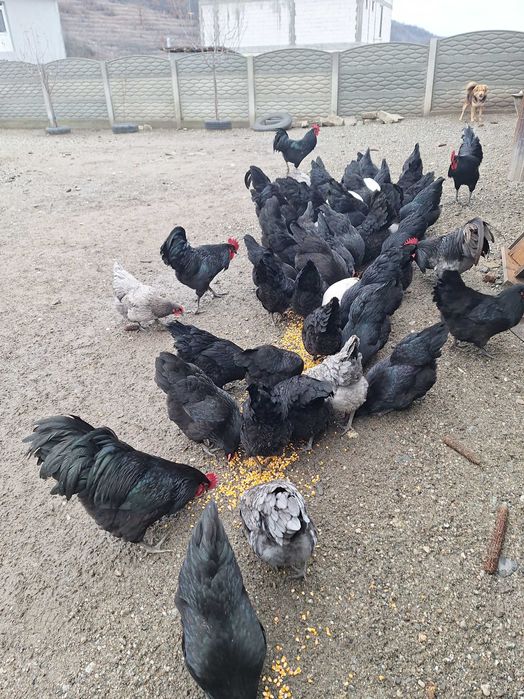 Pui australorp disponibile