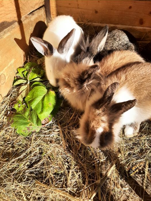 Rate ,Gâște , Cocoși, Iepuri diferite varste si culori