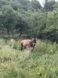 ——Vaca de vanzare——