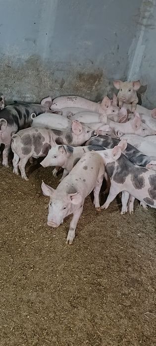 Vând miei pentru crescut