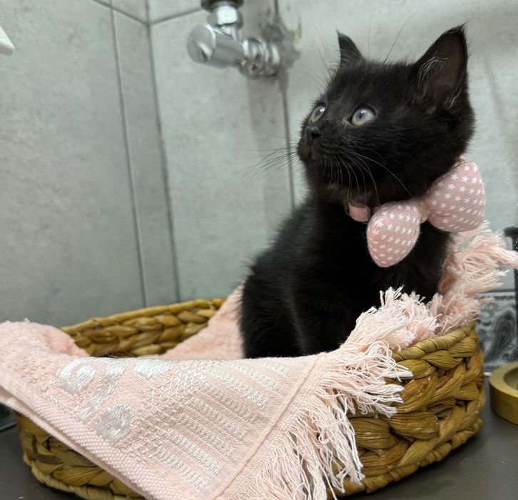 Котенок (бесплатно)