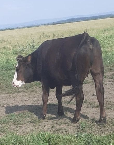 Vand 2 juninci una de 1an si 2 luni si una 1 an si 6 luni