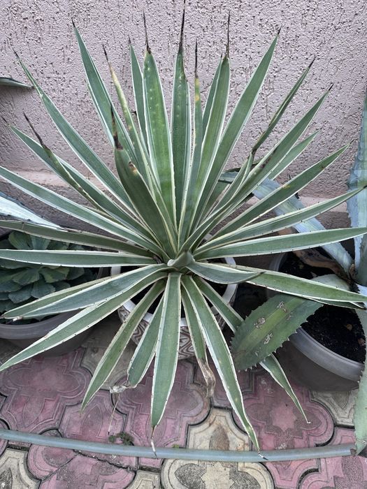 Agave de vanzare