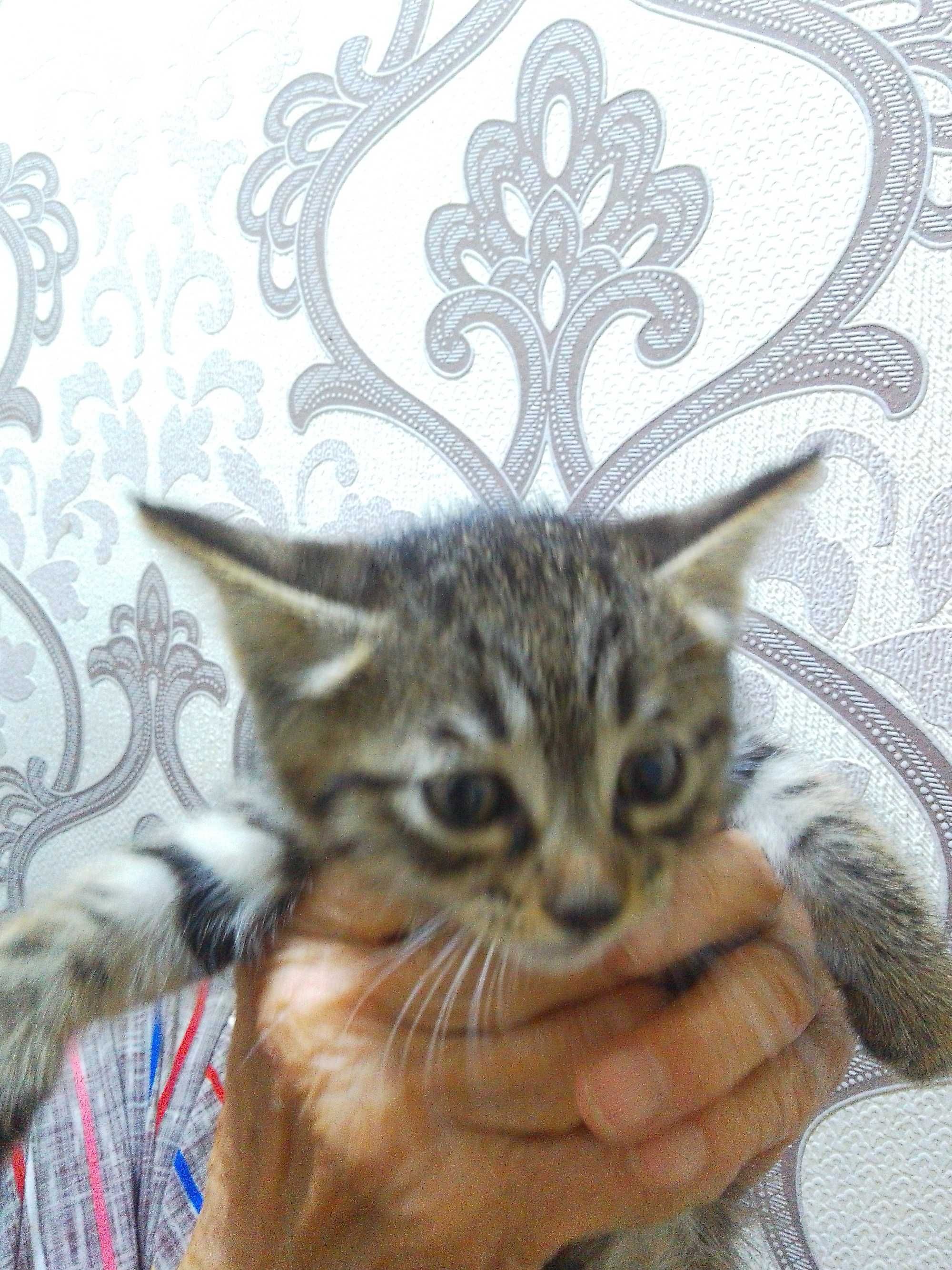 Котёнок мальчик бесплатно