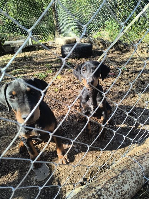 Ягтериери две женски на 6 месеца ваксинирани цена по 250 лв