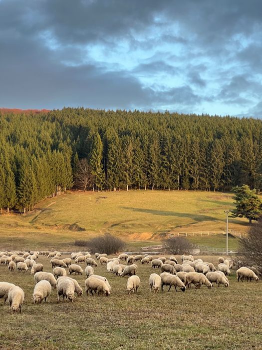 Oi de vânzare - rasa țigaie ruginie