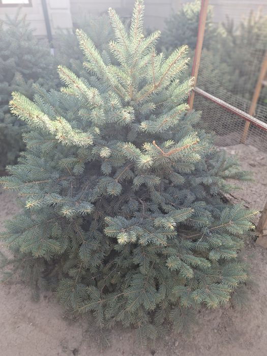 Голубой ель для сада