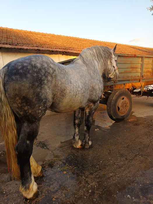 Vand Armăsar de 6 ani