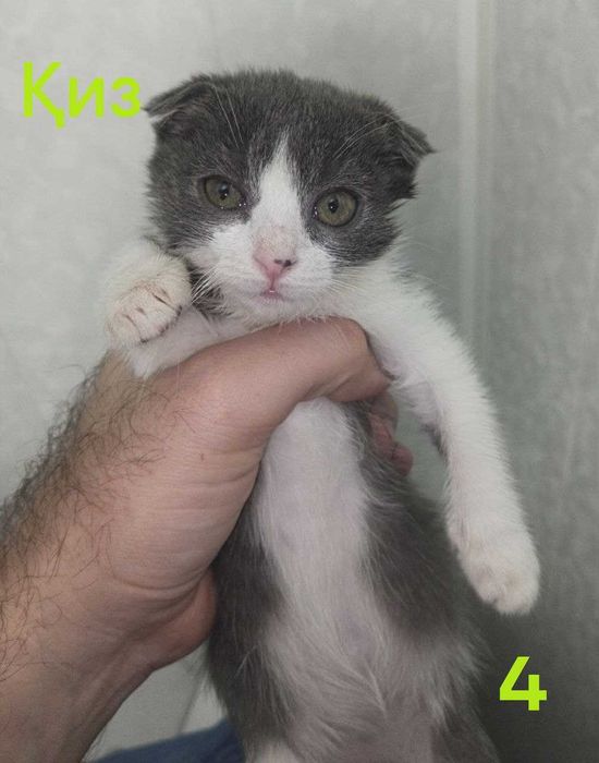 Шотландские вислоухие котята (мальчик и девочка) — 1 месяц