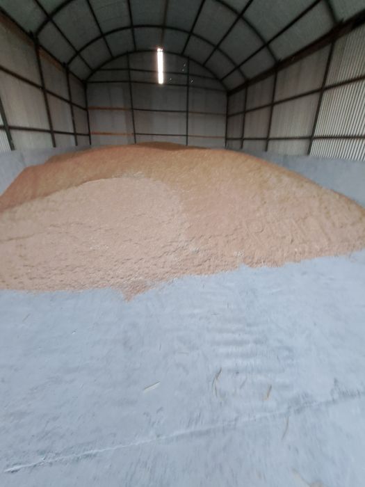 Grâu de panificație