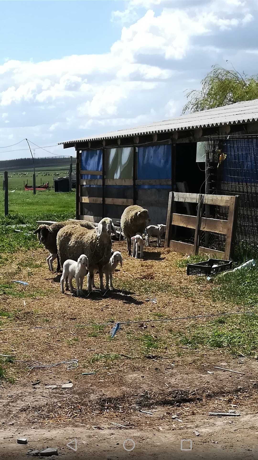 Oaie bergamasca tânără cu doi miei