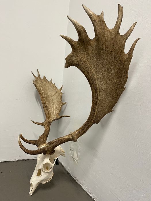 Трофей Елен лопатар