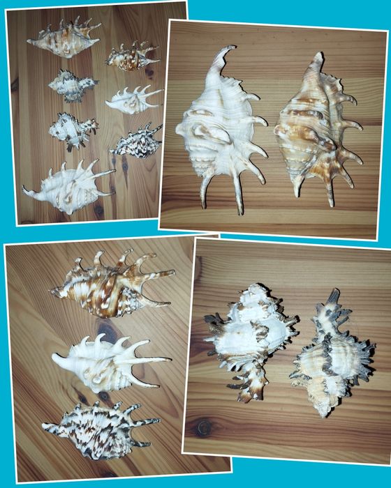 Естествени раковини 15 / 10 / 8 см