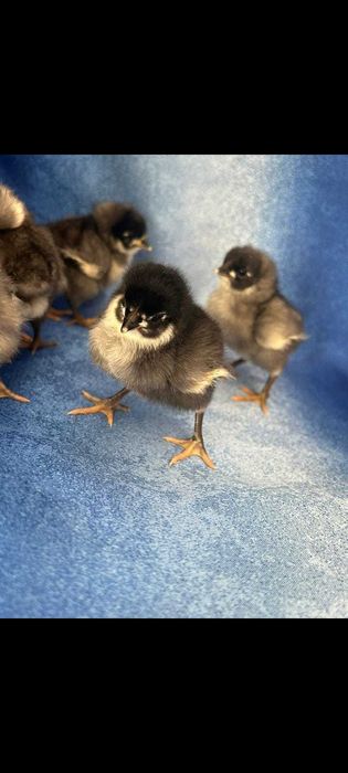 oua de incubat si pui de vanzare