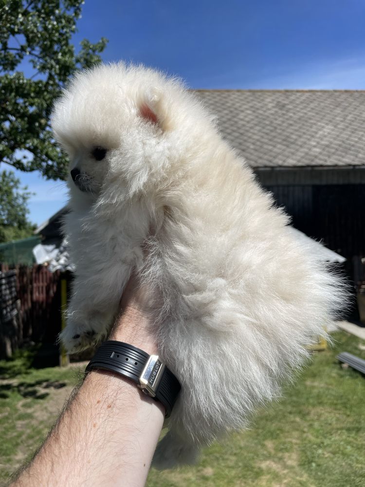 Pomeranian pui 2 luni cu pedigree