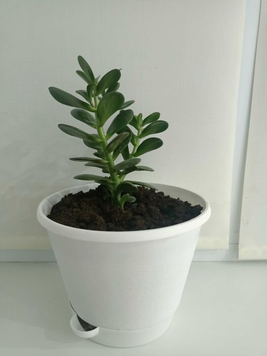 Теньговое дерево