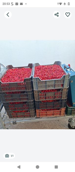 Va pot ajuta cu măceșe naturale culese manual.