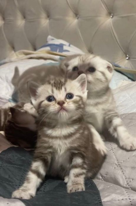 Продаються шотланские котята