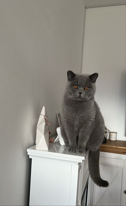 Pisica British Blue femela