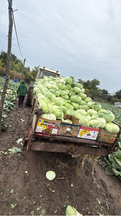 Varza cataleya 1 leu kg