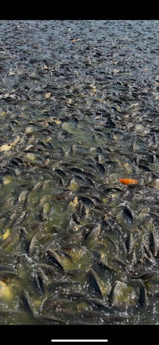 Common Carp, baliq yemlari. Tashkent