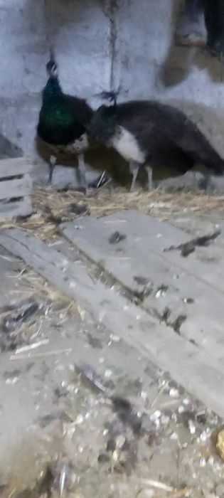 Bir para tovuslar sotiladi