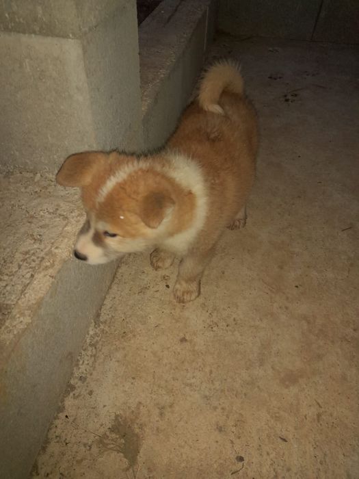 Akita Inu , 8 saptamani