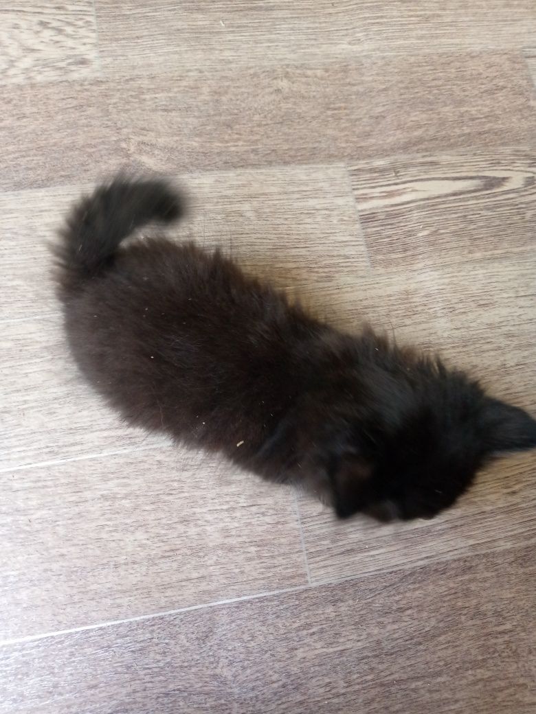 Отдаём котят в хорошие руки