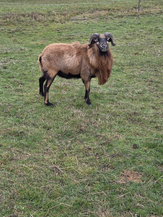 Vand berbec de Camerun