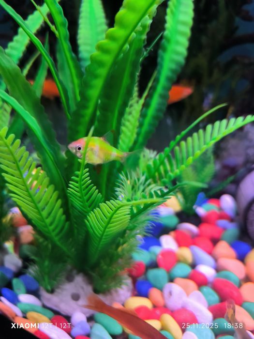 Рыбы отдам бесплатно