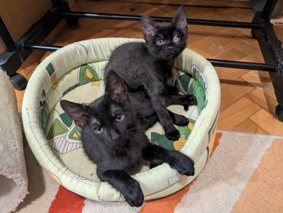 Doi motanei isi cauta familie