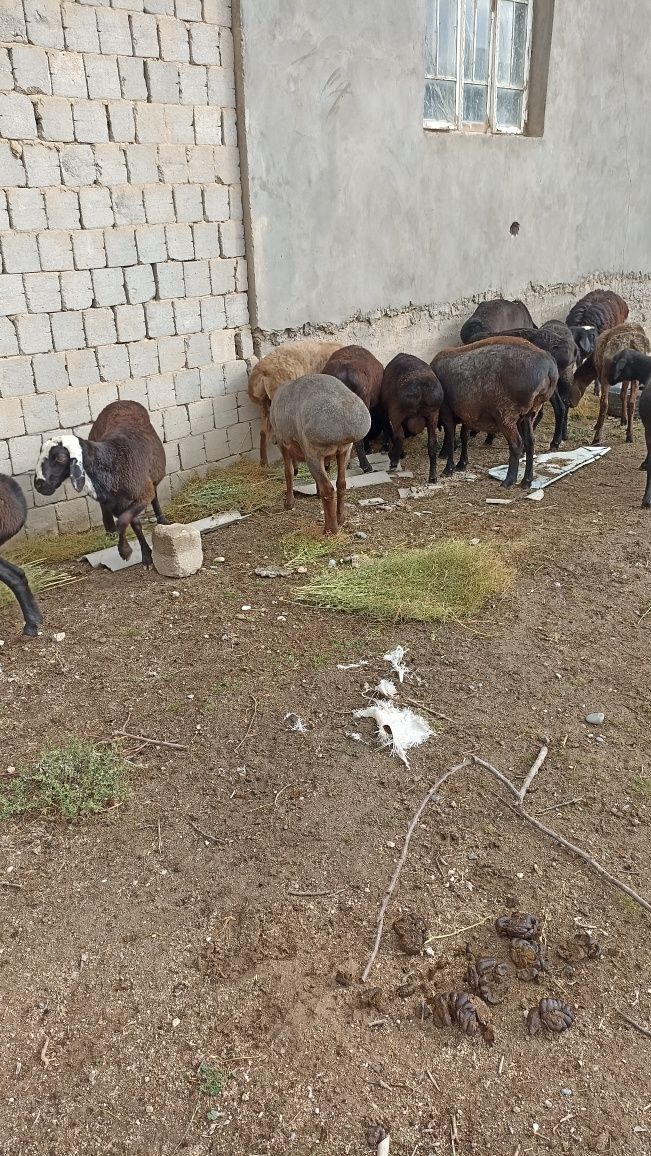 Qoylar sotiladi bugos