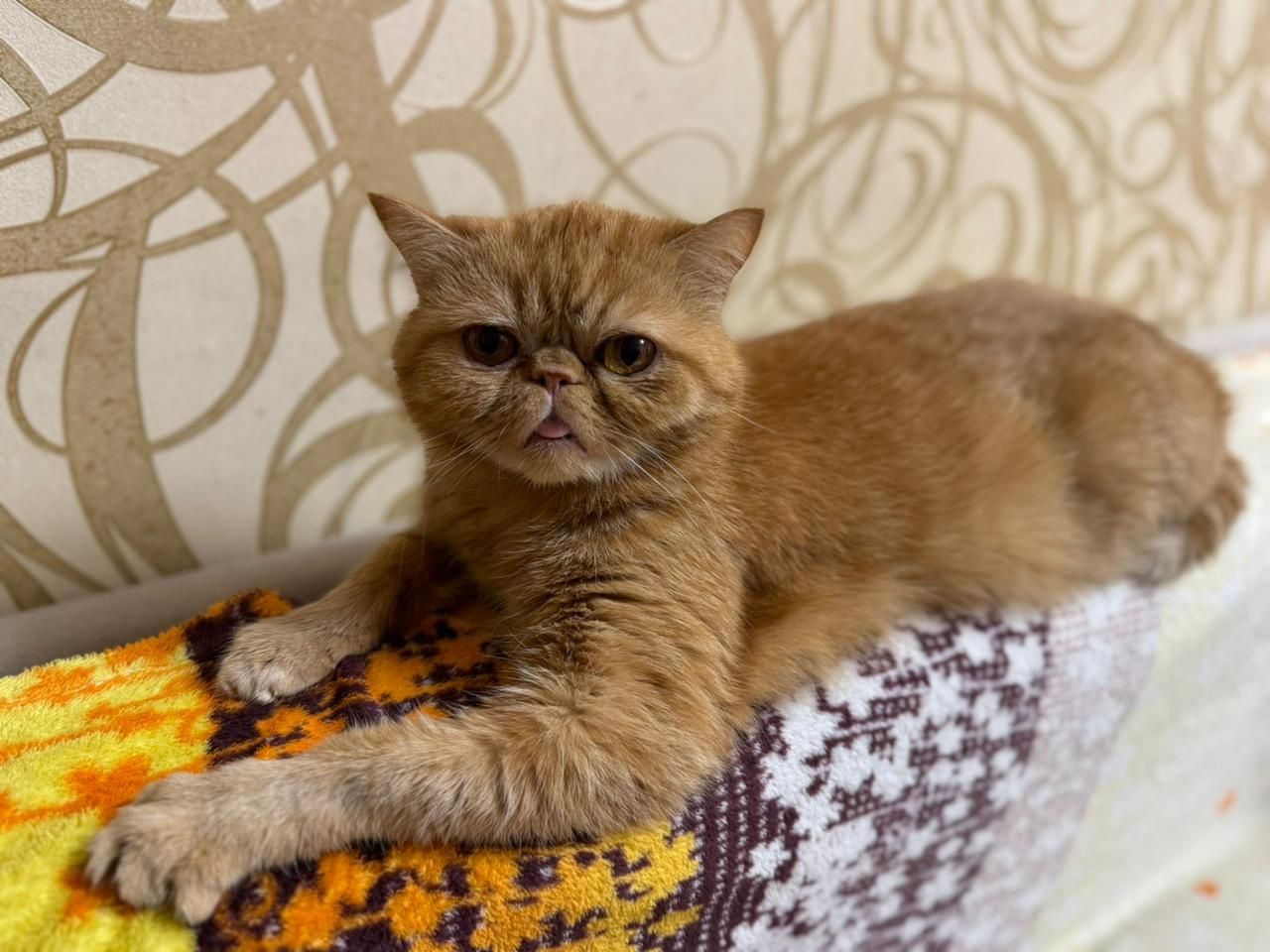 Отдам рыжего  кота