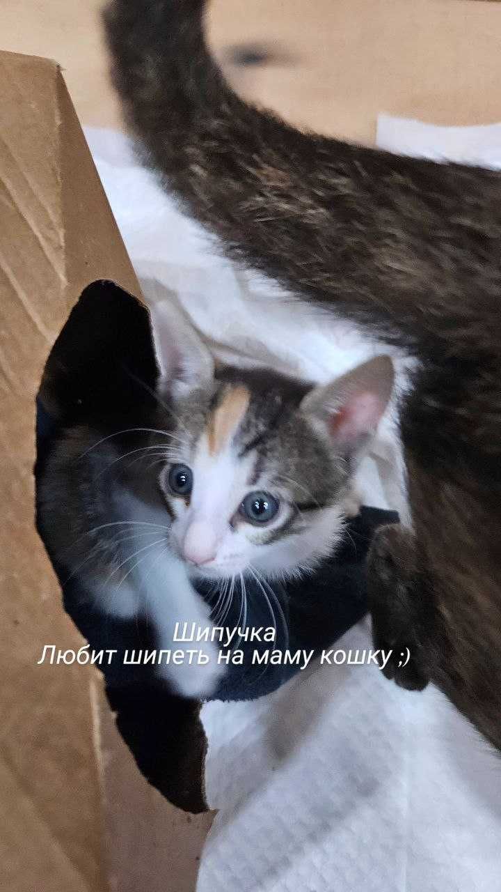 5 котенца търсят дом, хранят се самостоятелно, 4 момчета и 1 момиче