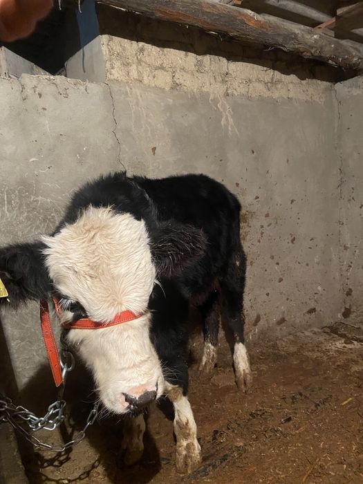 Бычек хороший породистый