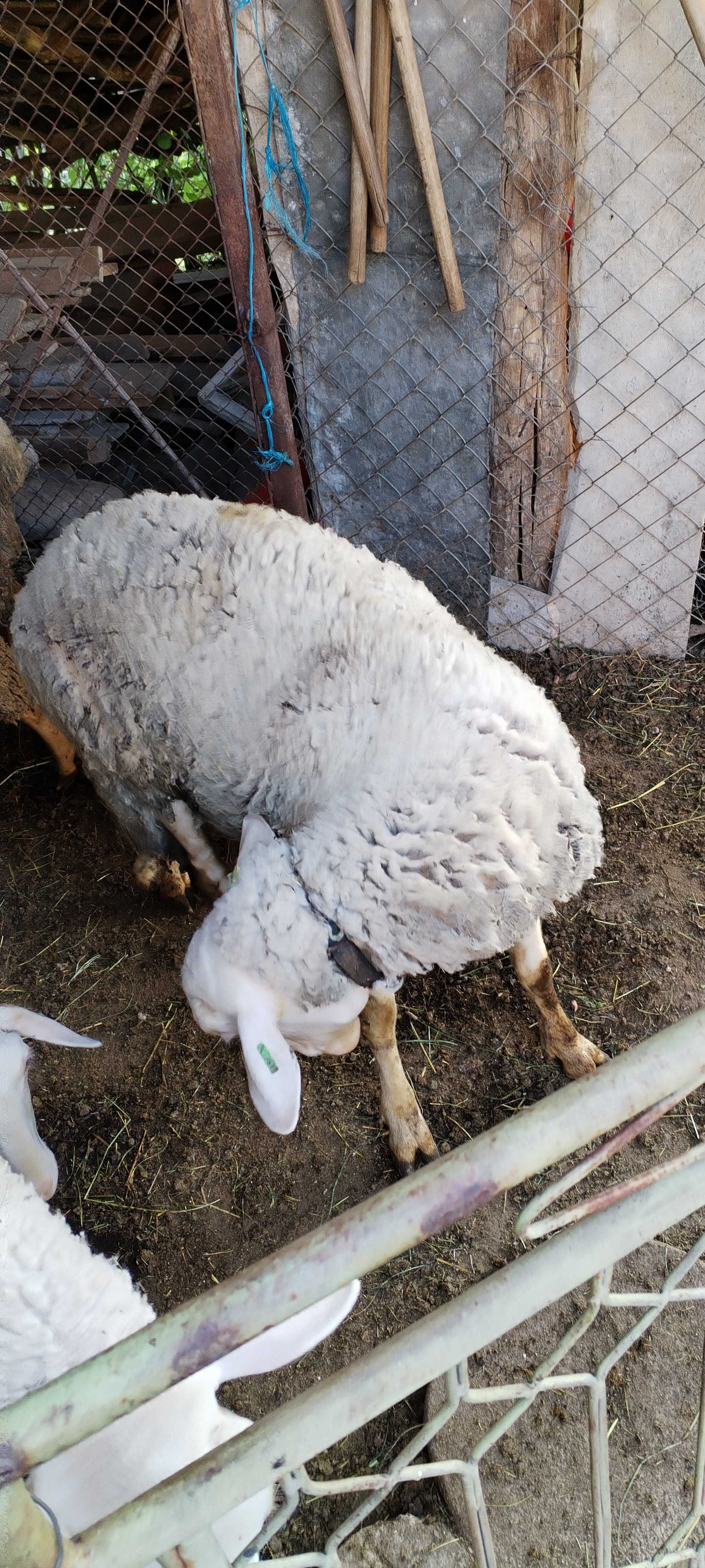 Продавам млад коч