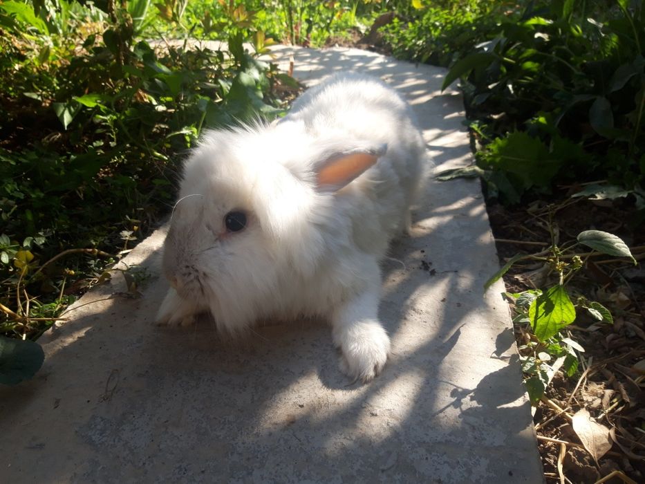 Продаются кролики львиная головка