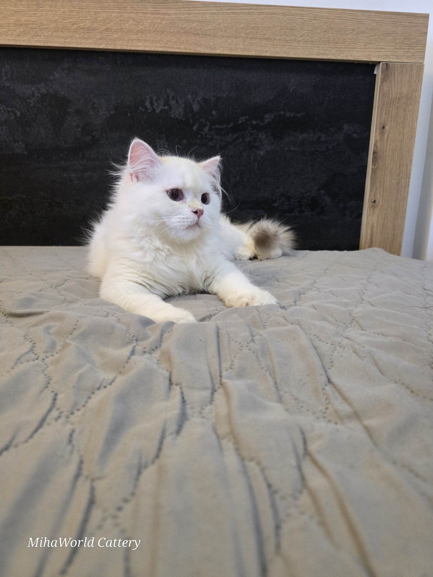 British longhair, pui, băiat, pedigree