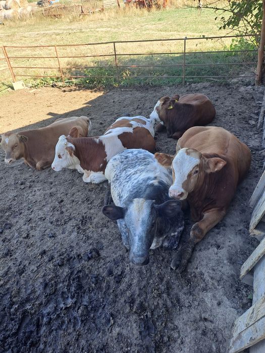Vând viței de 200-300kg
