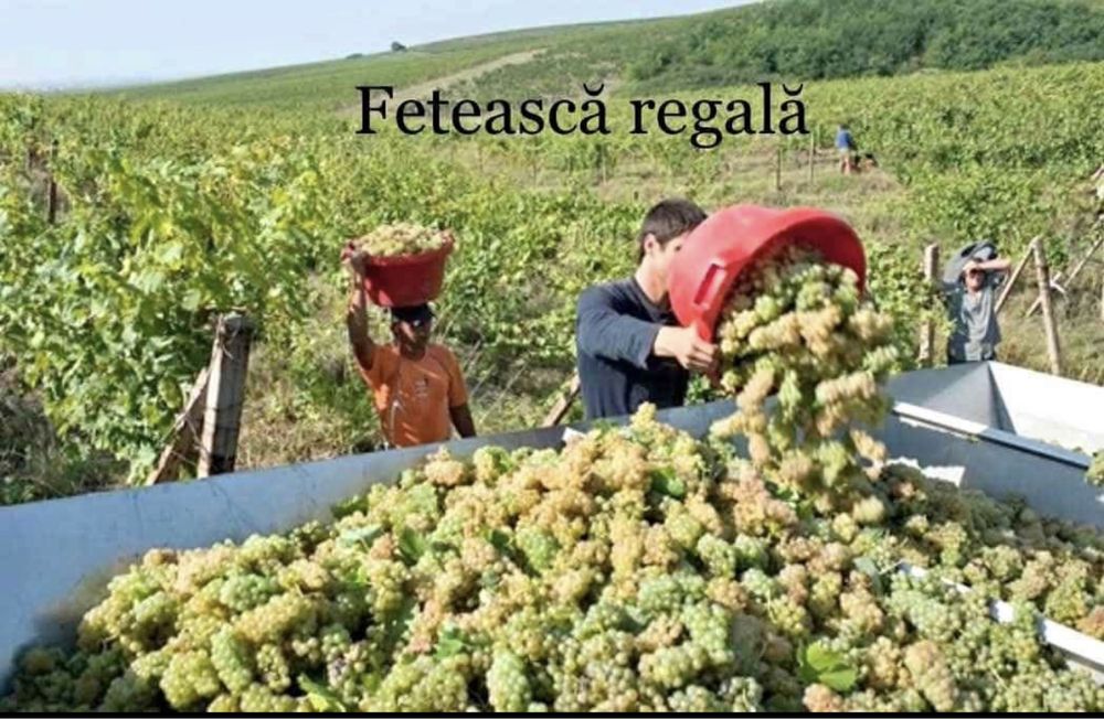 Struguri pentru vin livram la domiciliu cu transport gratuit