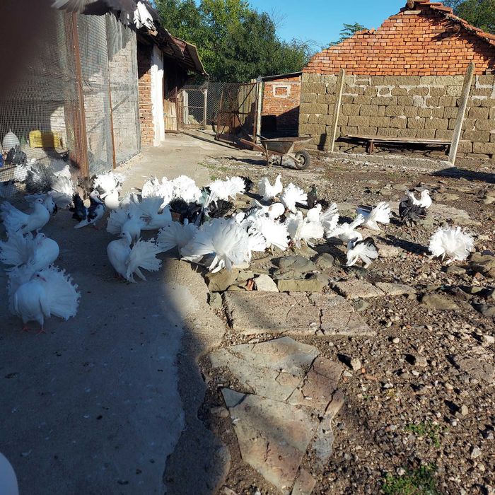 Продавам гълъби финерлии