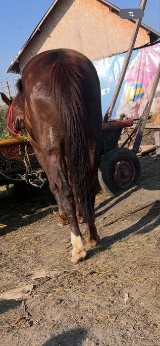 de vânzare iapă Mai multe detalii la tel