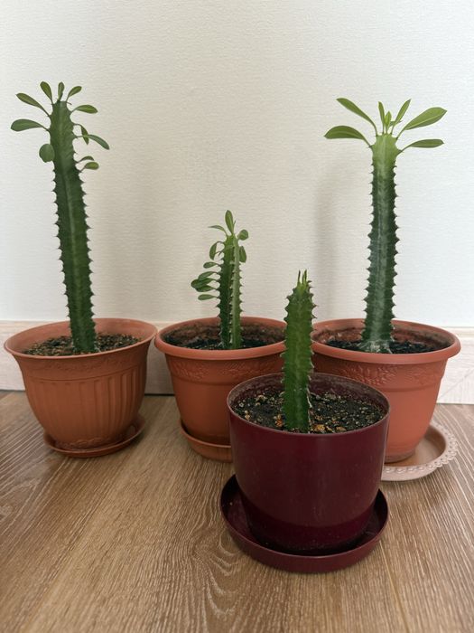 Молочай кактус декоративный, все новые саженцы принялись.