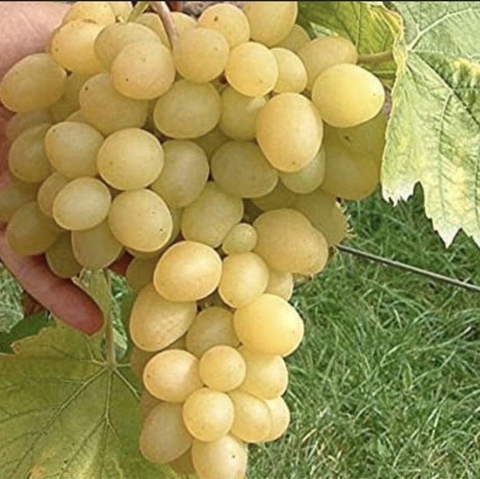 Vând struguri  numai buni de vin