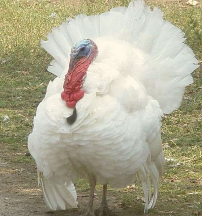 Мясо индейки  Индюк